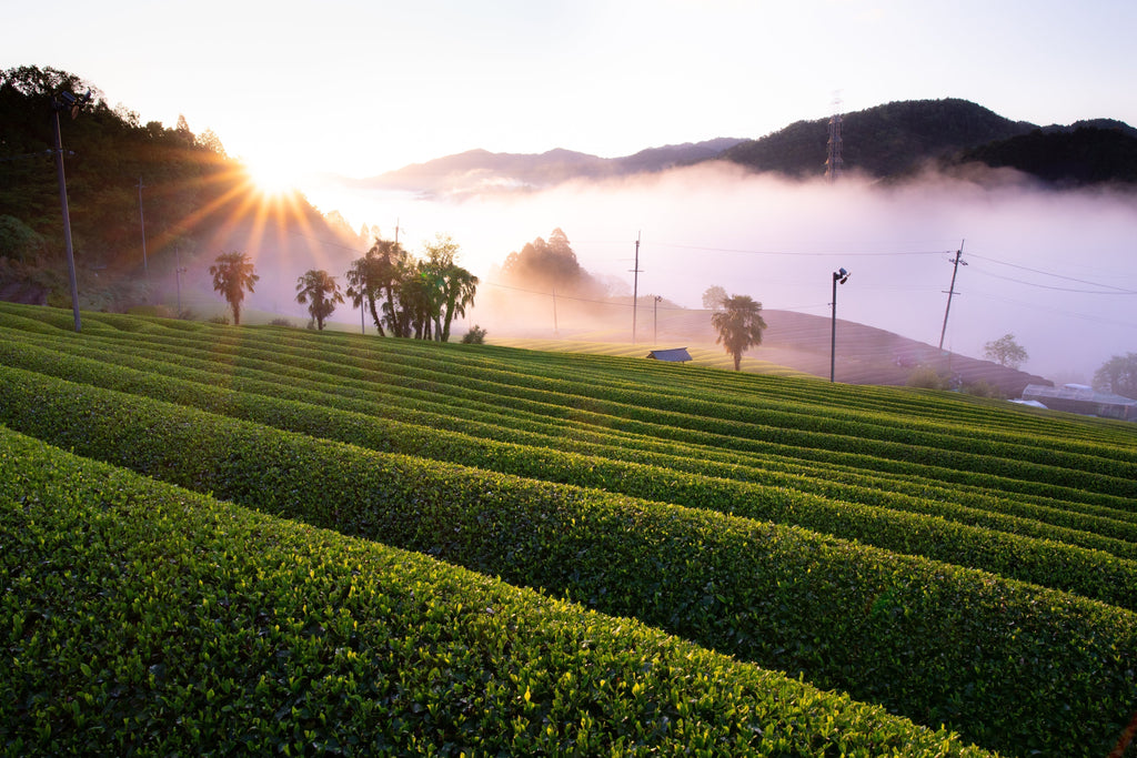 Wazuka vs. Uji Matcha: Discovering the True Heart of Kyoto's Tea Fields